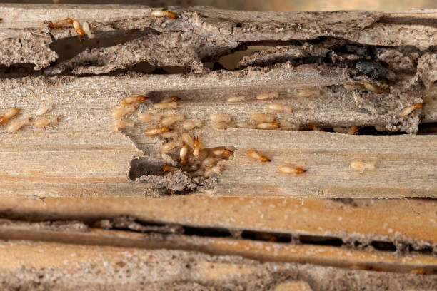 Best Wasp Removal Services  in Brodhead, WI